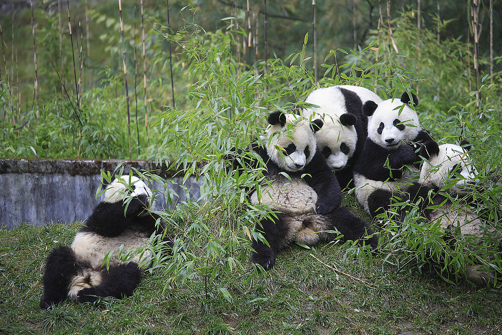 Sichuan Giant Panda Sanctuaries - Wolong, Mt Siguniang and Jiajin Mountains